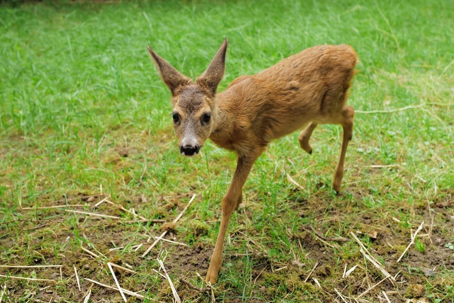 Ranna sarna może być bardzo groźna dla człowieka /fot. W. Jastrzębski /Materiały prasowe