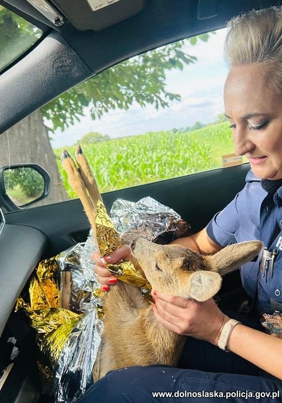 Ranne koźlę, któremu pomogły dolnośląskie policjantki /Policja Dolnośląska /Policja