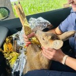 dzikie zwierzę Ranne koźlę leżało na poboczu drogi. Pomoc nadeszła