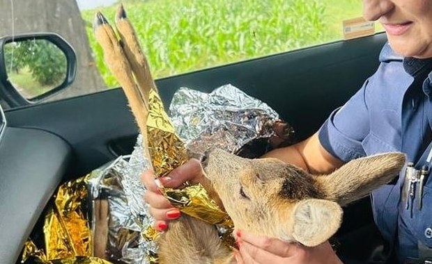 Ranne koźlę leżało na poboczu drogi. Pomoc nadeszła