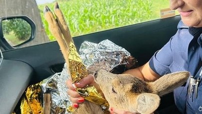 Ranne koźlę leżało na poboczu drogi. Pomoc nadeszła