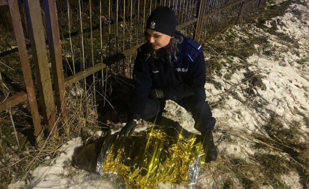 Ranny bóbr leżał przy drodze. Pomogli mu policjanci