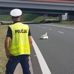 Ranny łabędź na autostradzie A4. Pomogli mu policjanci