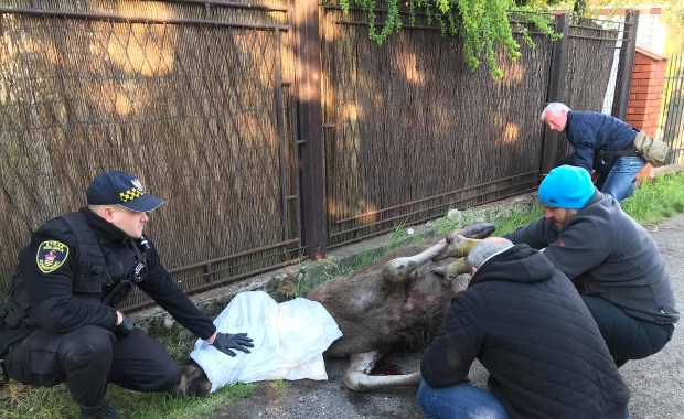 Ranny łoś uratowany w Sosnowcu [ZDJĘCIA I FILMY]