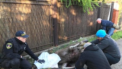 Ranny łoś uratowany w Sosnowcu [ZDJĘCIA I FILMY]