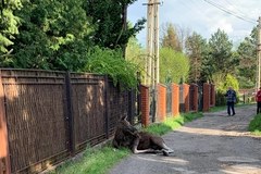 Ranny łoś uratowany w Sosnowcu 