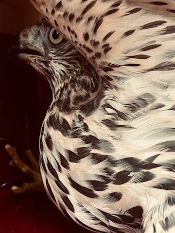 Ranny myszołów trafił do "Ptasiego Azylu" /Zdj.: Ekopatrol Straży Miejskiej m.st. Warszawy /Straż Miejska