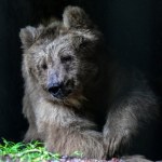 Ranny niedźwiedź błąka się po lasach Białorusi. Uciekł postrzelony
