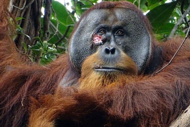 Ranny orangutan sam przygotował sobie skuteczne ziołowe lekarstwo /byline /East News/AFP