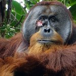 Ranny orangutan sam zrobił sobie ziołowe lekarstwo