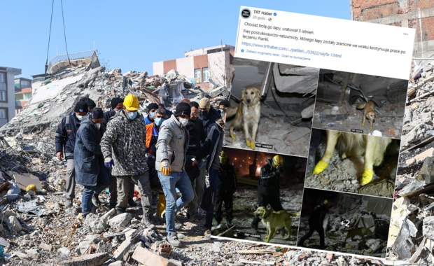 Ranny pies uratował w Turcji już pięć osób. "Pracuje z wielkim entuzjazmem"