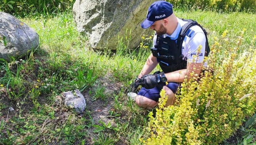 Ranny ptak w gęstych zaroślach. Zobacz, co zrobili mundurowi