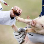 Raport NIK: Władze przesadziły w sprawie afrykańskiego pomoru świń