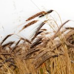 Raport NIK ws. importu ukraińskich zbóż: Spóźnione działania resortu rolnictwa