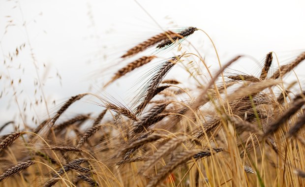 Raport NIK ws. importu ukraińskich zbóż: Spóźnione działania resortu rolnictwa