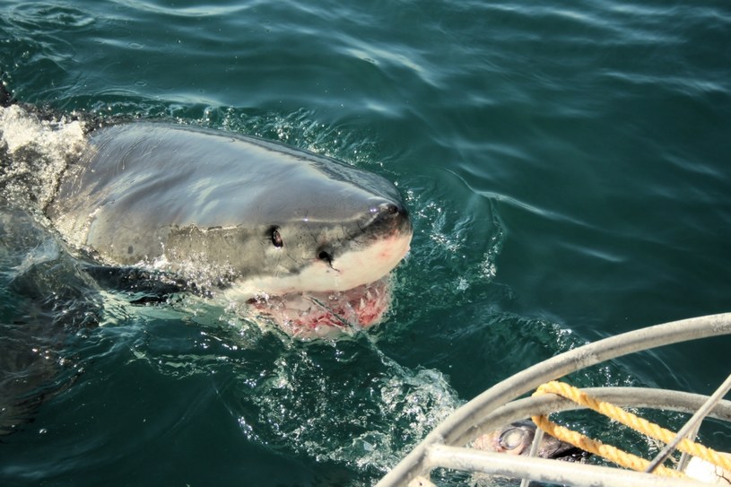 Raporty podają, że w zeszłym roku na całym świecie doszło do 57 potwierdzonych ataków rekinów. /123RF/PICSEL