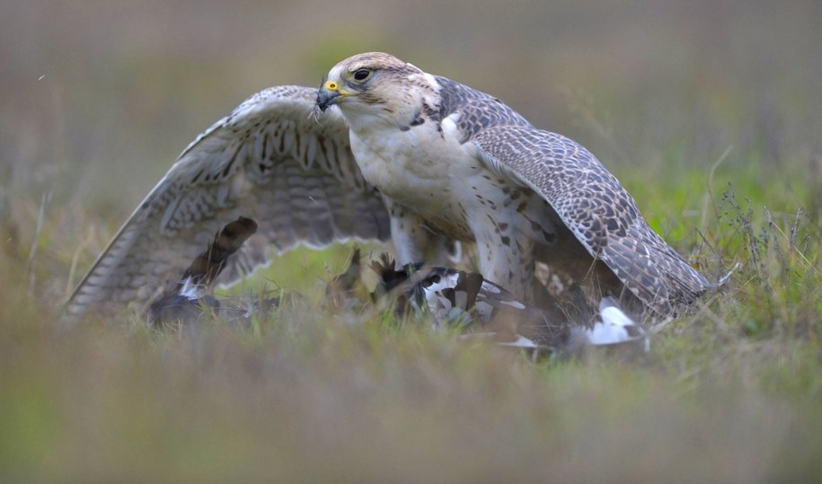 Setki tysięcy złotych za ptaka. Szaleństwo w Arabii Saudyjskiej