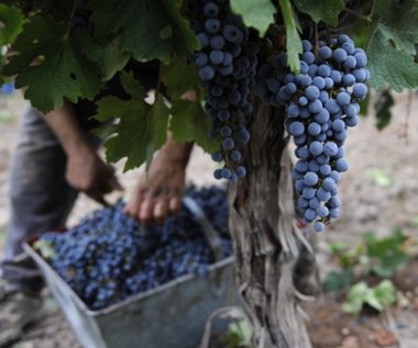 Ratowanie argentyńskich winogron. Trwa wyścig z czasem