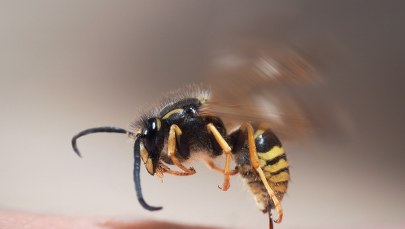 Ratownicy MOPR apelują: Uważajcie na osy!