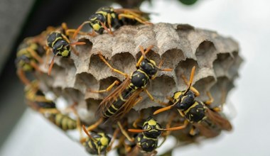 Ratownicy ostrzegają przed plagą os. Wiadomo, co je przyciąga 