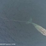 Ratownicy usunęli 37 metrów liny z ciała wieloryba