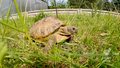 Ratują polskie żółwie. To pierwszy taki azyl w kraju