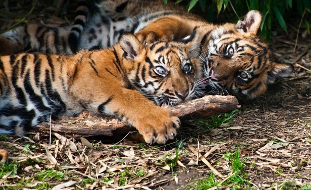 Raya i Alif, tygrysie siostry. Niezwykły widok w łódzkim zoo