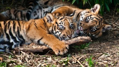 Raya i Alif, tygrysie siostry. Niezwykły widok w łódzkim zoo