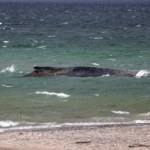 Raz jeszcze uwolnili wielkiego wieloryba z Bałtyku. Ruszył na pełne morze