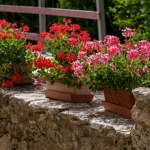Raz w tygodniu podlewam tym pelargonie. Kwitną miesiącami jak oszalałe