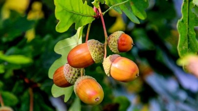 RDLP Olsztyn: Leśnicy chcą zebrać 80 ton żołędzi na nasiona