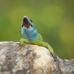 renesans Receptury grozy. Odkryli ślady leczenia... głowami jaszczurek