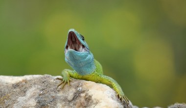 Receptury grozy. Odkryli ślady leczenia... głowami jaszczurek