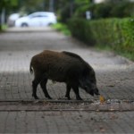 Redukcja liczby dzików w Warszawie. Sejmik przyjął kontrowersyjne przepisy