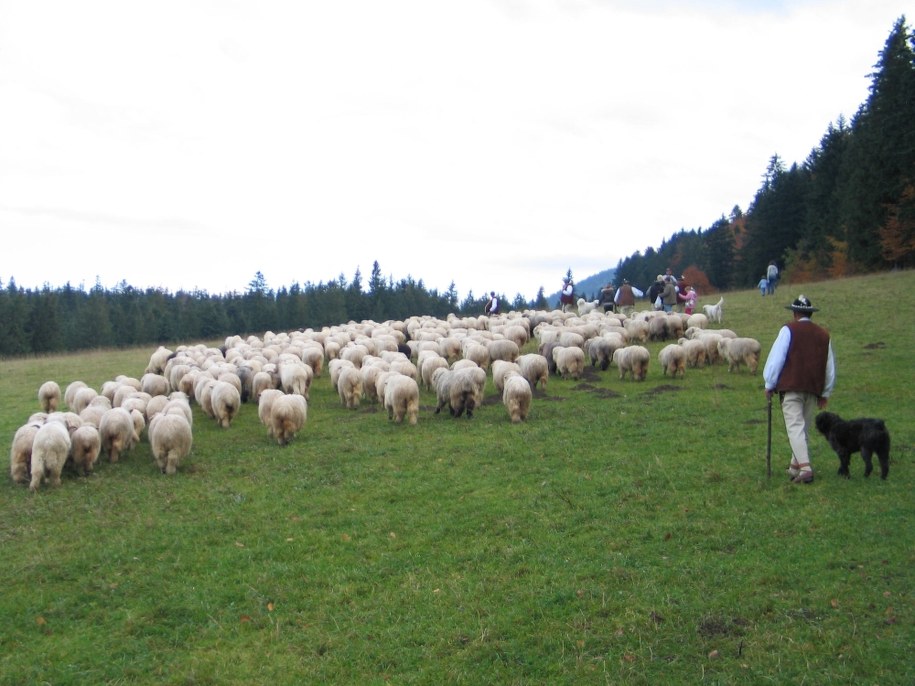 Redyk jesienny /Maciej Pałahicki /RMF FM