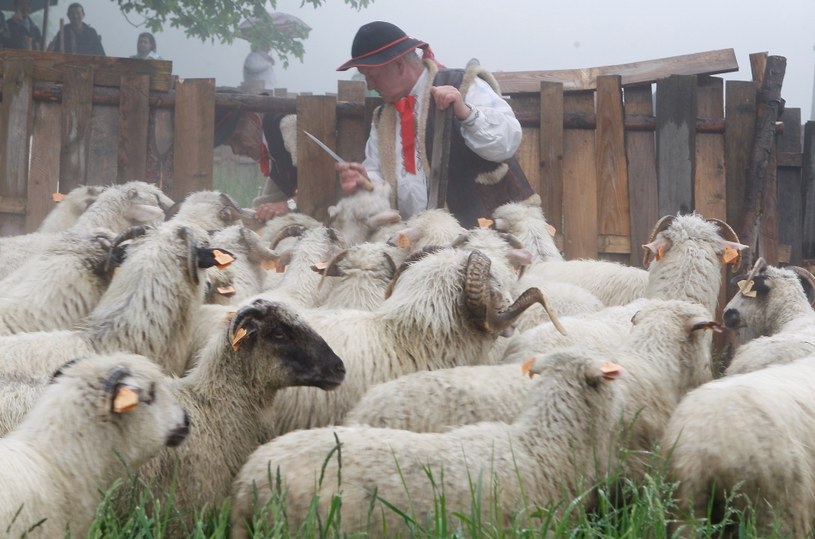 Redyk - symboliczne wyprowadzenie owiec na pastwiska /Fot. Grzegorz Celejewski /
