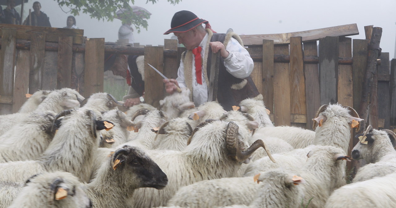 Redyk - symboliczne wyprowadzenie owiec na pastwiska /Fot. Grzegorz Celejewski /