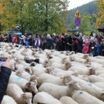 Redyk w Szczawnicy. Owce przeszły, kapela zagrała, RMF FM był na miejscu