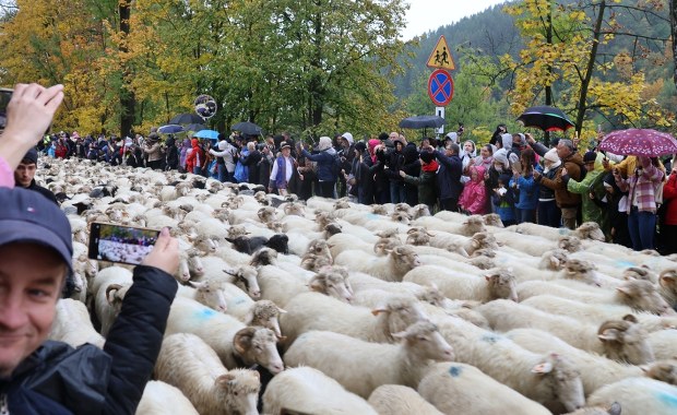 Redyk w Szczawnicy. Owce przeszły, kapela zagrała, RMF FM był na miejscu