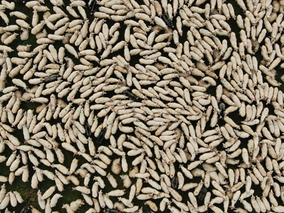 Redyk w Szczawnicy /AA/ABACA/Abaca/East News /East News