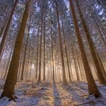Reforma polskich lasów. Działacze liczą na zatrzymanie wycinek 