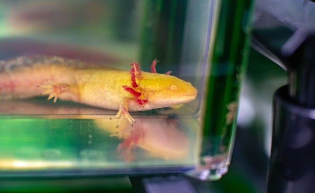 Regeneracja organów coraz bliżej?