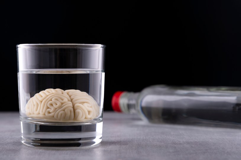 Regularne spożywanie alkoholu prowadzi do uszkodzenia komórek nerwowych w mózgu /123RF/PICSEL