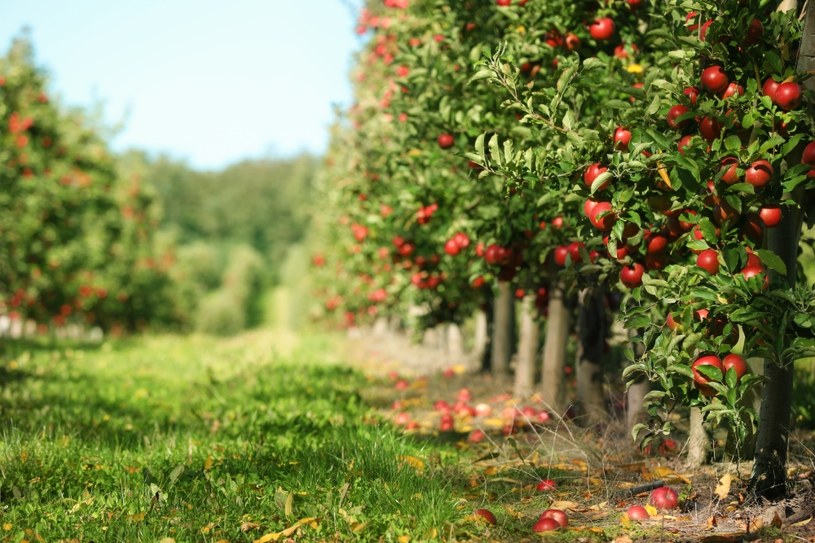 Regularne spożywanie jabłek chroni m.in. przed chorobami układu pokarmowego i krążenia, nowotworami czy Alzhaimerem. /Pixel