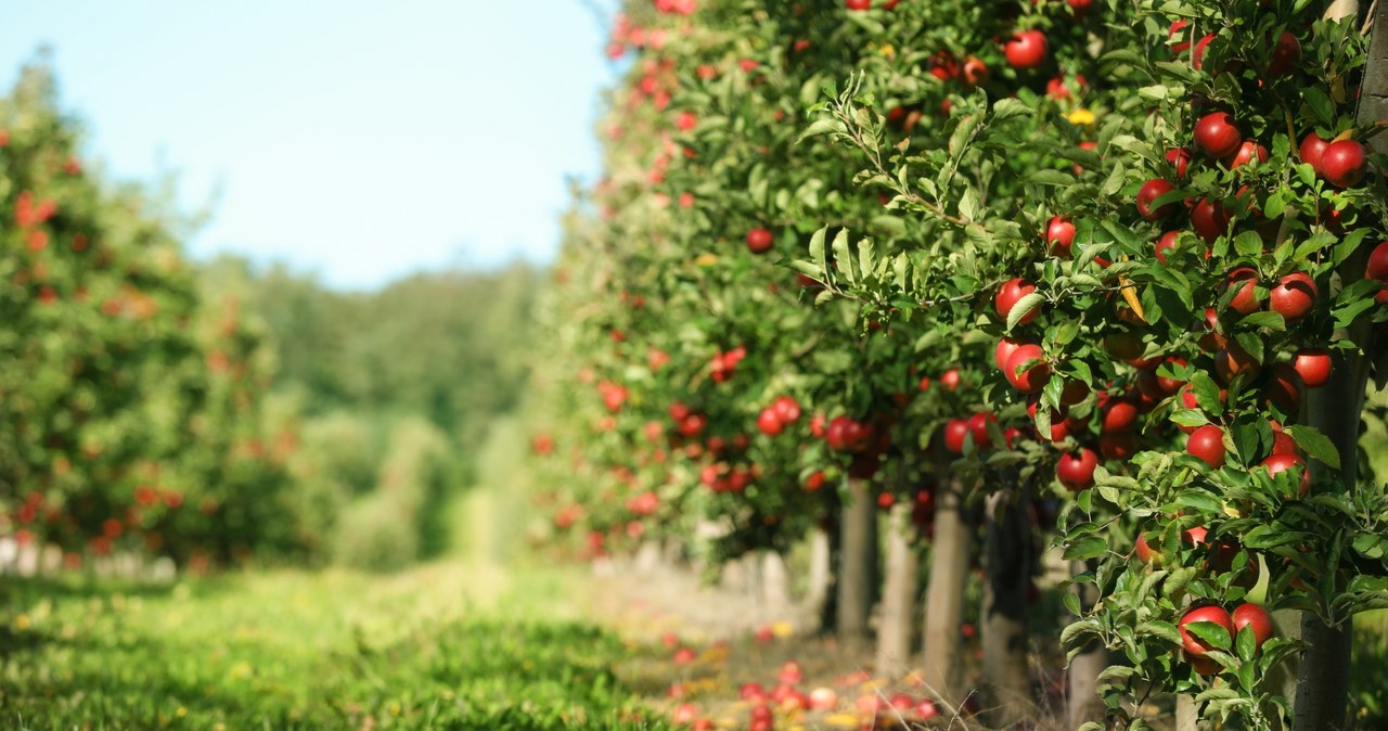 Regularne spożywanie jabłek chroni m.in. przed chorobami układu pokarmowego i krążenia, nowotworami czy Alzhaimerem. /Pixel