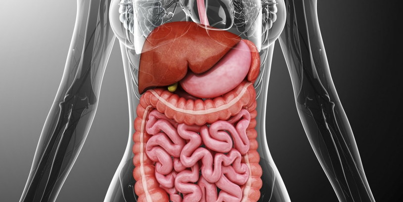 Regularne spożywanie szparagów chroni komórki wątroby i wspomaga wytwarzanie enzymów, odpowiedzialnych za metabolizm alkoholu /Science Photo Library /East News