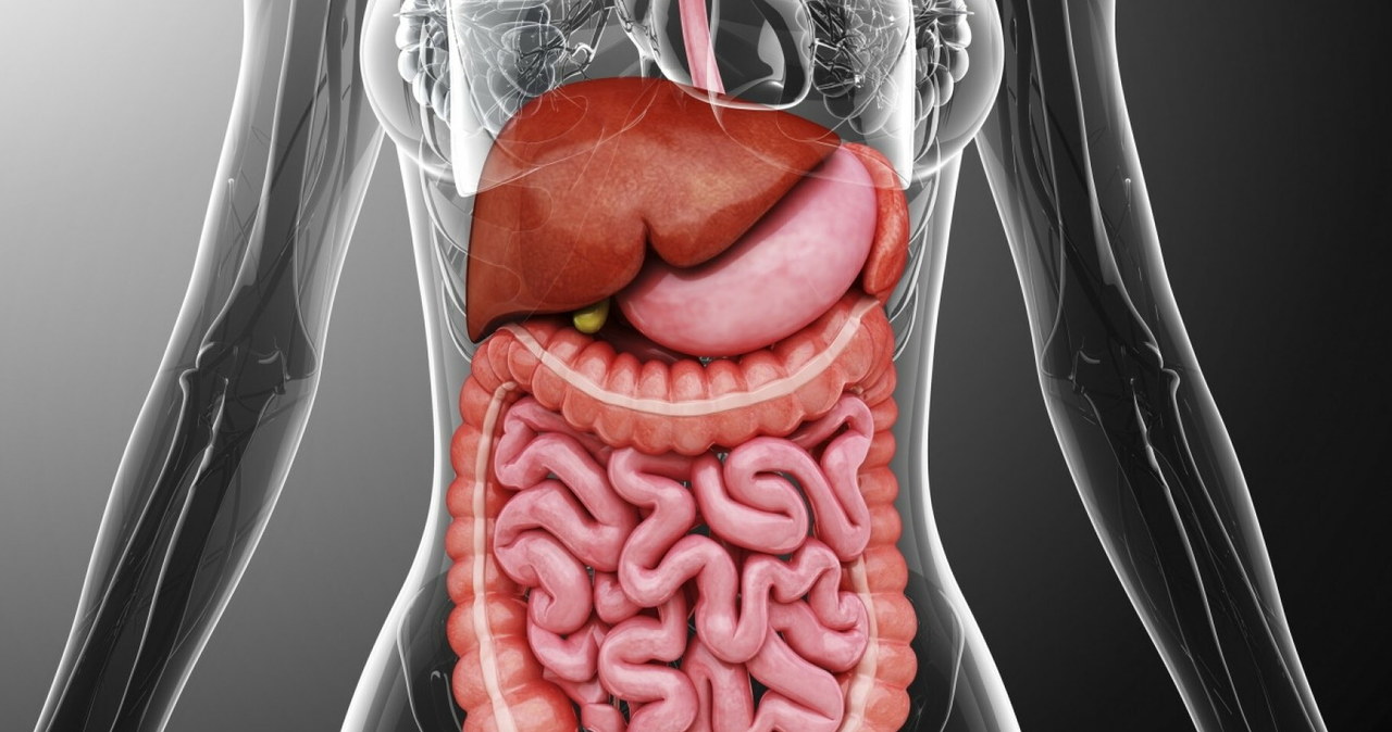 Regularne spożywanie szparagów chroni komórki wątroby i wspomaga wytwarzanie enzymów, odpowiedzialnych za metabolizm alkoholu /Science Photo Library /East News