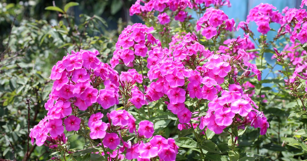 Regularnie karm swoje kwiaty nawozami, a pięknych floksów pozazdroszczą ci wszystkie sąsiadki /123RF/PICSEL