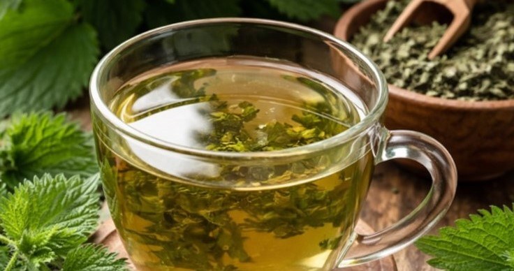 Регулярне вживання настою з кропиви зміцнює імунітет, нормалізує рівень цукру в крові та допомагає підтримувати здорову вагу /Domena publiczna