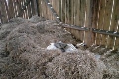 Ręka sprawiedliwości dosięgła go w sianie